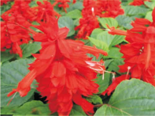 一串紅(太陽(yáng)神) 一串紅(太陽(yáng)神)